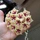 Hoya archboldiana Blanche