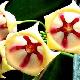 Hoya archboldiana Blanche