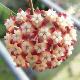Hoya callistophylla
