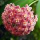 Hoya camphorifolia
