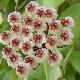Hoya brevialata