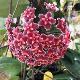 Hoya carnosa rouge