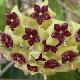 Hoya cinnamomifolia