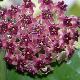 Hoya cinnamomifolia var purpureo fusca