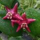 Hoya coronaria rose