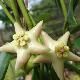 Hoya coronaria blanche