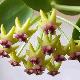 Hoya cumingiana