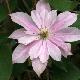 Cl�matite � grandes fleurs Princesse Alexandra