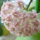 Hoya erythrostemma rose