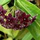 Hoya globulifera