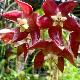 Hoya imperialis rouge