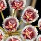Hoya isabelchanae