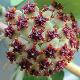 Hoya kerrii albomarginata