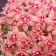 Hoya Kicki