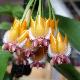 Hoya lasiantha