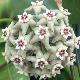Hoya limoniaca