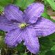 Cl�matite � grandes fleurs Rhapsody