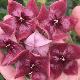 Hoya megalaster