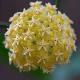 Hoya mindorensis yellow