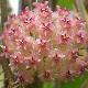 Hoya mindorensis rose