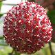 Hoya mindorensis rouge