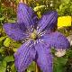 Cl�matite � grandes fleurs Rhapsody