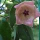 Hoya patella pink