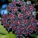 Hoya pubicalyx black dragon