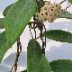 Hoya sp. Bulusan