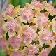 Hoya vitellina