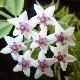 Hoya bella