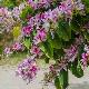 Arbre � fleurs d'orchid�es