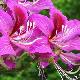 Arbre � fleurs d'orchid�es