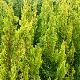 Cypr�s de Lawson nain Yellow Spire