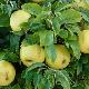 Pommier Golden Delicious bio