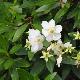 Carpenteria de Californie � grandes fleurs