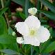 Carpenteria de Californie � grandes fleurs