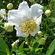 Carpenteria de Californie � grandes fleurs