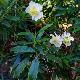 Carpenteria de Californie � grandes fleurs