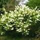 Hortensia � panicules Kyushu