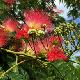 Albizia julibrissin Rouge de Tuili�re