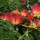 Albizia julibrissin Rouge de Tuili�re
