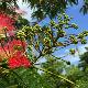 Albizia julibrissin Rouge de Tuili�re