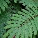 Albizia julibrissin Rouge de Tuili�re