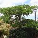 Albizia julibrissin Rouge de Tuili�re