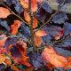 Sycoparrotia semidecidua 'Autunno Rosso'