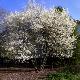Am�lanchier lisse Snow Cloud