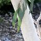 Eucalyptus pauciflora pleureur