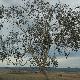 Eucalyptus pauciflora pleureur