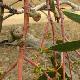 Eucalyptus pauciflora pleureur